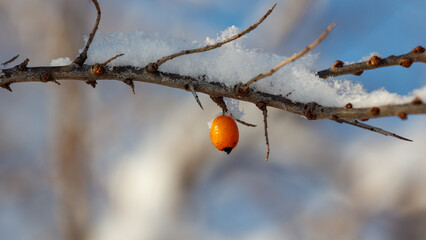 Snow rests on a thorny branch. One orange berry hangs beneath the frost. Branches reach toward a soft blue sky. © schankz