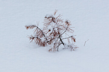 Fototapeta premium Snow blankets a lone, leafless shrub