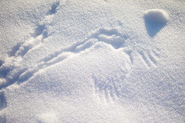 Fototapeta premium Soft snow glistens under gentle sunlight. Distinct paw prints mark the snowy surface.