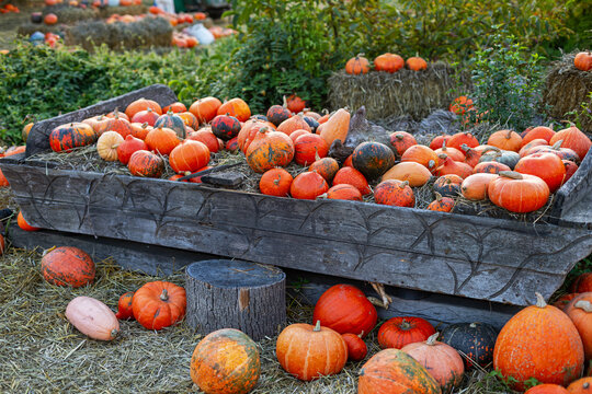 Colorful orange and green pumpkins displayed in a rustic wooden cart filled with straw at an autumn harvest festival, seasonal farm decorations surrounded by greenery and hay bales.