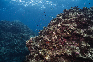 Marine Ecosystem with Coral Reef and Schooling Fish © Satoshi