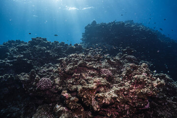 Underwater Landscape of a Coral Reef in Tropical Sea © Satoshi