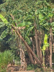 Banana tree in the garden © Rickkkk12