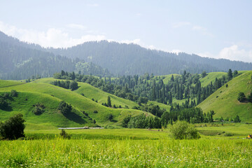 Obraz premium Nalati Grassland