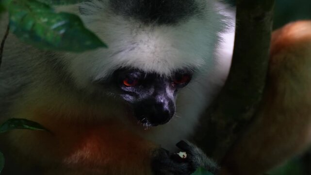 Detailed close up shot of a beautiful wild diademed sifaka lemur eating while resting in the tropical rainforest.