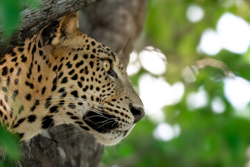 Sri Lankan leopard head profile framed by lush green forest leaves, wild big cat portrait in natural habitat. Close up portrait of Sri Lankan leopard staring through dense jungle foliage © sachith