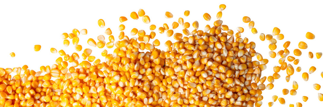 Corn maize grains kernels vegetable fruit, scattered flat lay composition top view on transparent background cutout, PNG file. Mockup template for artwork. Wallpaper banner border