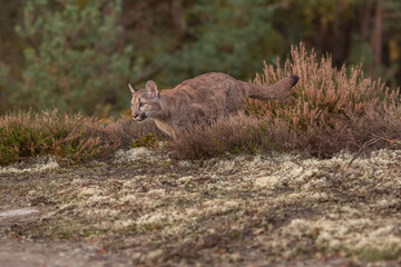 Cougar (Puma concolor), also commonly known as the mountain lion, puma, panther, or catamount. is the greatest of any large wild terrestrial mammal in the western hemisphere. © vaclav