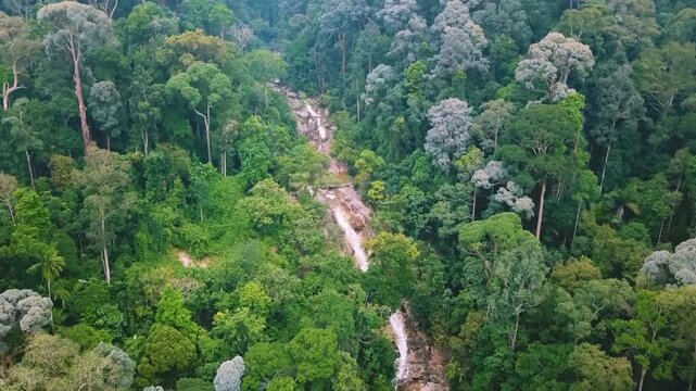 Aerial View of a Waterfall Stream Winding Through Dense Rain Forest.