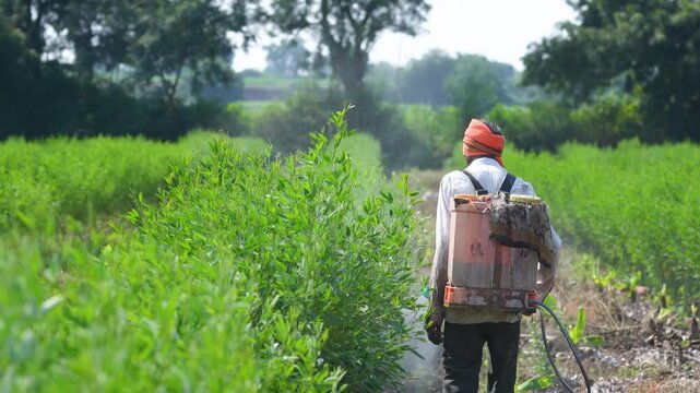 indian farmer standing at pigeon pea agriculture field