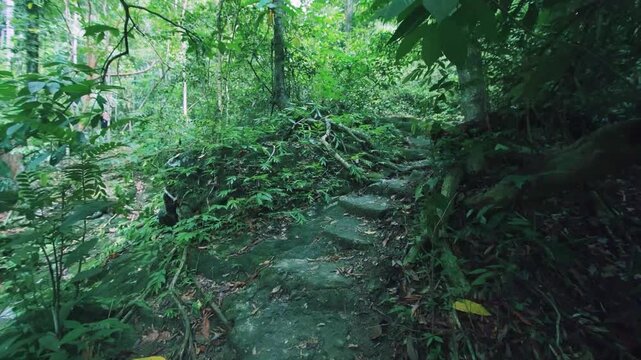 Uneven Rocky Footpath Among Tropical Rain Forest Vegetation.