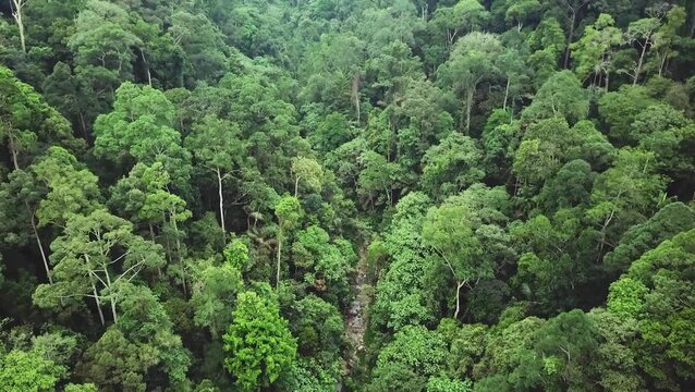 Drone View of Dense Green Tropical Rain Forest Canopy