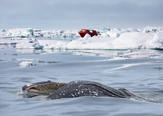A humpback whale feeds with its mouth open Fast moving motorboat trying to get out of the ice in the background - Stranded icebergs in the fog at the mouth of the Icefjord near kulusuk, Greenland © muratart