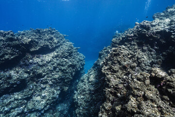 Underwater Landscape with Sparkling Sunlight and Reef Formations © Satoshi