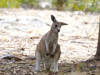Young Forester Kangaroo on Maria Island, Tasmania, Australia © JumsiCat