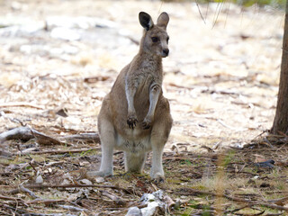 Young Forester Kangaroo on Maria Island, Tasmania, Australia © JumsiCat