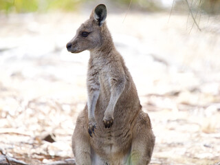 Young Forester Kangaroo on Maria Island, Tasmania, Australia © JumsiCat