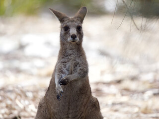Young Forester Kangaroo on Maria Island, Tasmania, Australia © JumsiCat