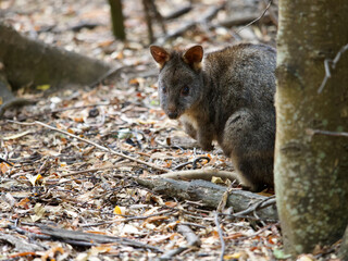 Tasmanian Pademelon in the Forest, Maria Island, Tasmania, Australia © JumsiCat