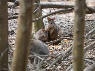 Adult and Young Tasmanian Pademelons in Forest, Maria Island, Tasmania, Australia © JumsiCat