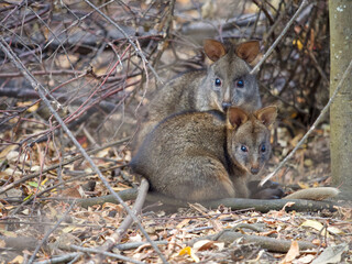 Adult and Young Tasmanian Pademelons in Forest, Maria Island, Tasmania, Australia © JumsiCat