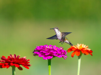 Naklejka premium close up on flying ruby throated hummingbird above flower