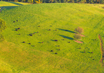 Fototapeta premium aerial view of autumn pasture green meadow and cattle