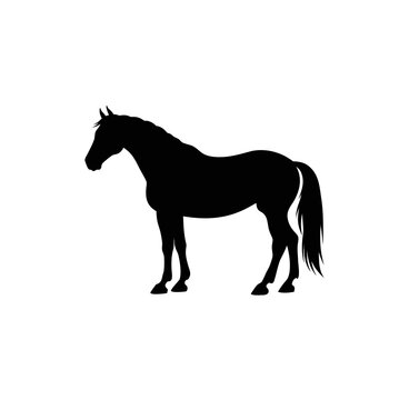 silhouette of a horse
