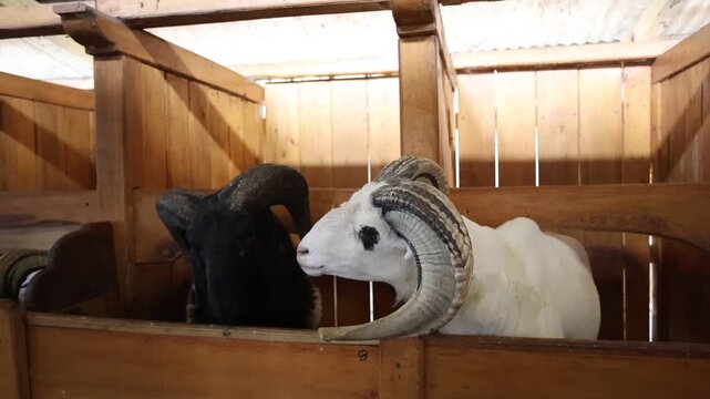 Two Sheep Standing Inside a Livestock Pen in Garut, West Java, Indonesia