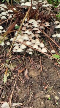 Abundant colony of wild, inedible fungi, possibly fairy inkcaps, thriving in its natural habitat among decaying leaves and soil, showcasing the delicate ecosystem of the forest floor