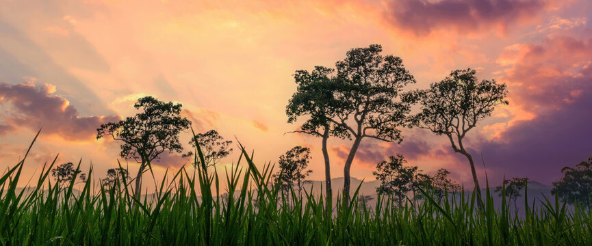 Banner Golden sky sunrise dramatic beautiful landscape view. Dawn sky gold dusk time cloudscape with sunlight. Panorama Dramatic sunset scenic landscape. Beautiful landscape nature with copy space