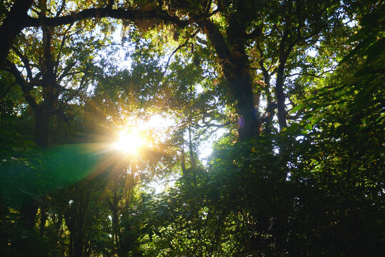 Nature rainforest tropical evergreen jungle. Aerial view forest green tree top view nature from above background landscape wild greenery copy space. Top view tropical rain forest ecology environment