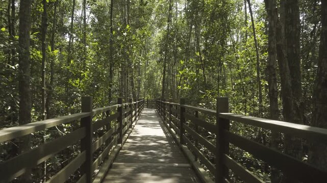 Sunlit Wooden Pathway Through a Tropical Mangrove Forest