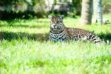 Jaguar Lying in Grass Facing the Camera © CaptureQueen