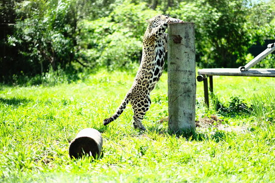 Jaguar Rearing Up Against a Wooden Post