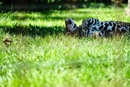 Two Jaguars Resting Together in Grass