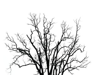 Fototapeta premium Silhouette of bare tree with branches isolated on white. Black and white vector illustration 