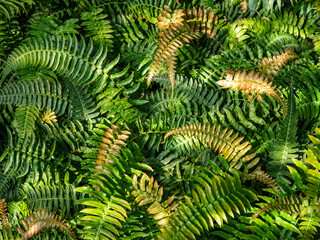 Dense green fern foliage with bronze and golden young fronds forming a lush natural pattern. Detailed botanical texture for tropical gardens, nature backgrounds, wellness and eco design. © Marek