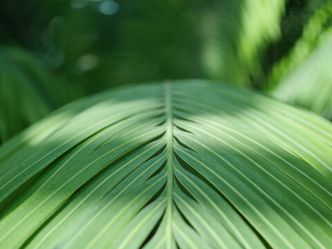 Close-up of a lush green palm frond with elegant parallel leaflets and a soft blurred background. Tropical botanical texture for nature, wellness, eco design and decorative backgrounds.