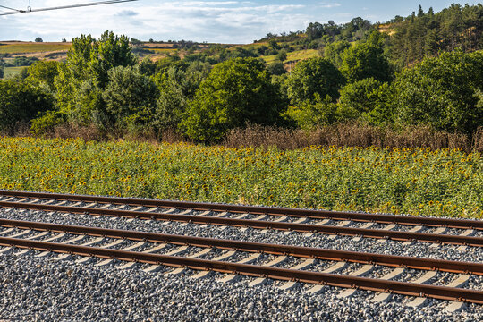 Railway tracks running past a sunny sunflower field