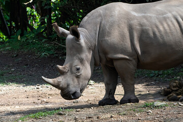 White Rhinoceros Walking on Rocky Ground © Cavan