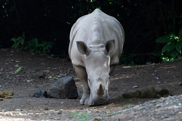 White Rhinoceros Walking on Rocky Ground © Cavan