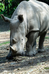 White Rhinoceros Walking on Rocky Ground © Cavan