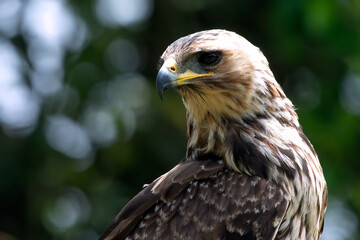 Fototapeta premium Changeable Hawk-Eagle (Nisaetus cirrhatus) Perched Looking Down