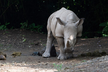 White Rhinoceros Walking on Rocky Ground © Cavan