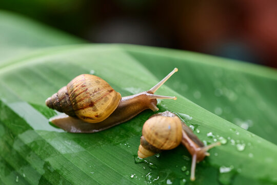 Snail Crawling on Wet Green Leaf Surface