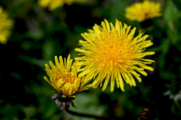 Yellow dandelion, taraxacum officinale, flower on spring meadow. © wiha3