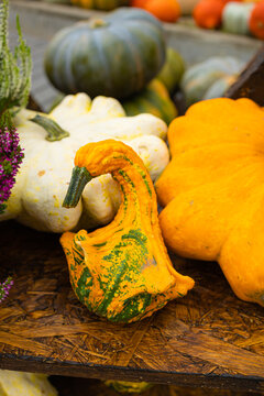 Close-up photograph of decorative pumpkins and gourds displayed together at an autumn harvest exhibition. A distinctive pale yellow ornamental gourd with a deeply textured surface stands in the foregr
