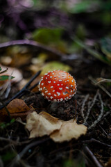 Grzyby, las, jesień © Estera