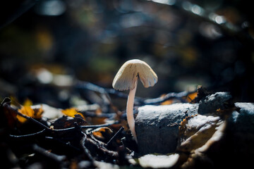 Grzyb © Estera